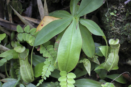 Pitcher plant (Nepenthes macrovulgaris)