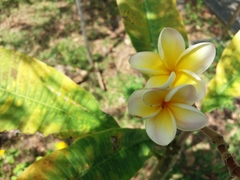 Plumeria obtusa