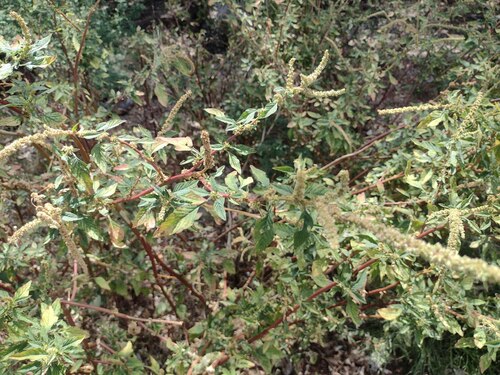 Amaranthus spinosus observed 2023-06-20