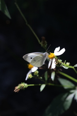 Pieris rapae crucivora