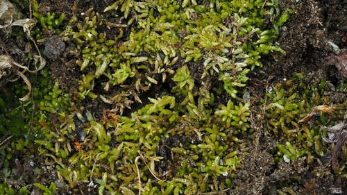 Brachytheciastrum collinum, 2022-07-26
