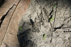 Trilophidia annulata