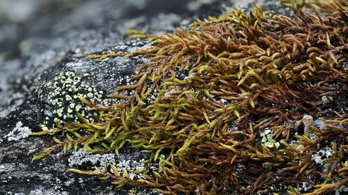 Lescuraea saxicola