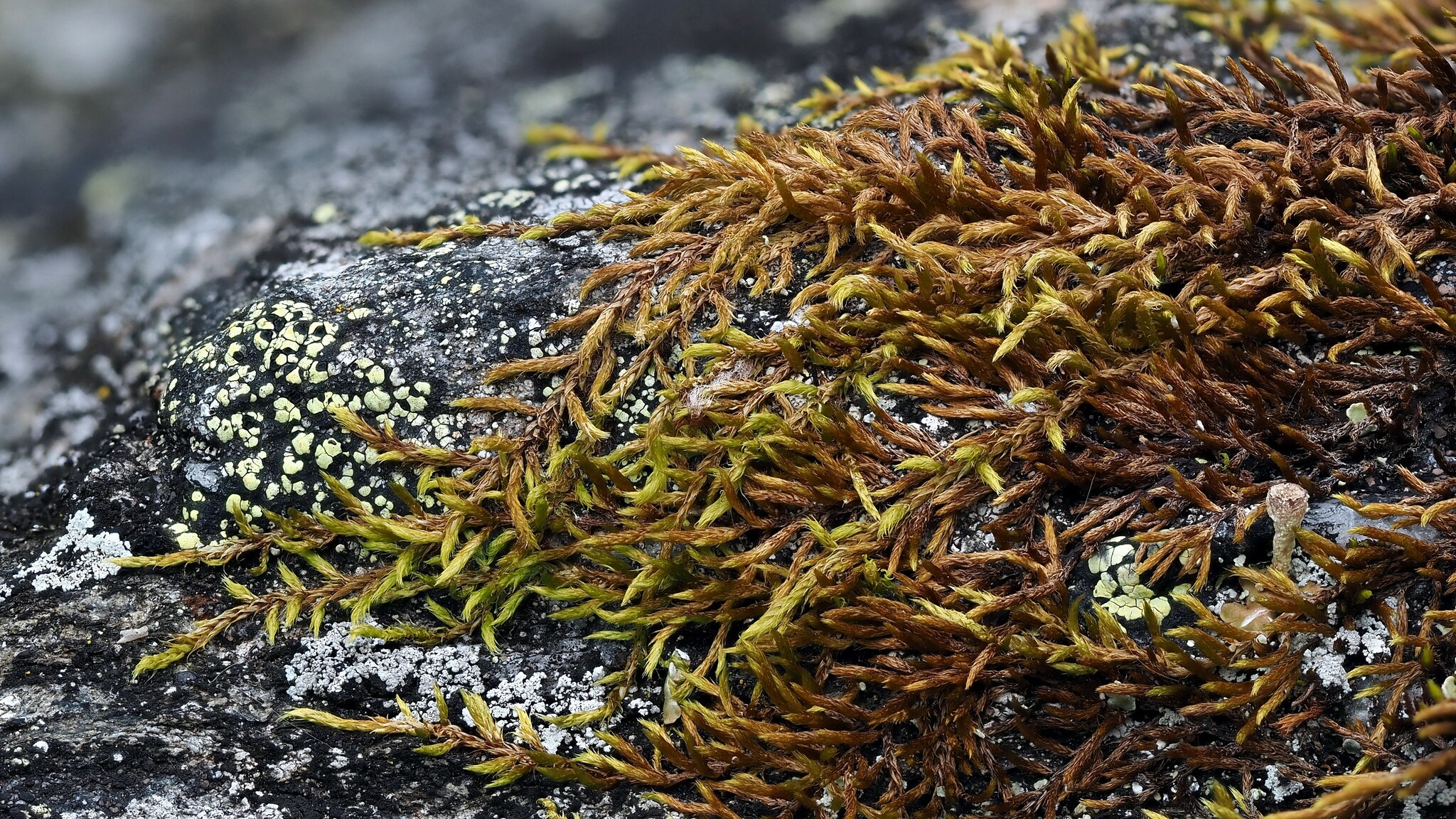 Lescuraea saxicola