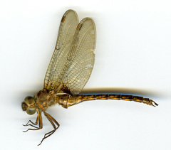 Neurocordulia yamaskanensis