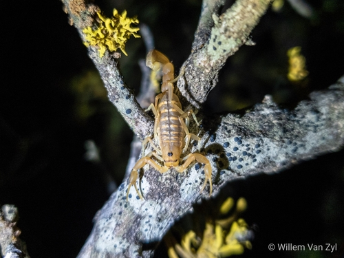 Common Lesser-Thicktail Scorpion