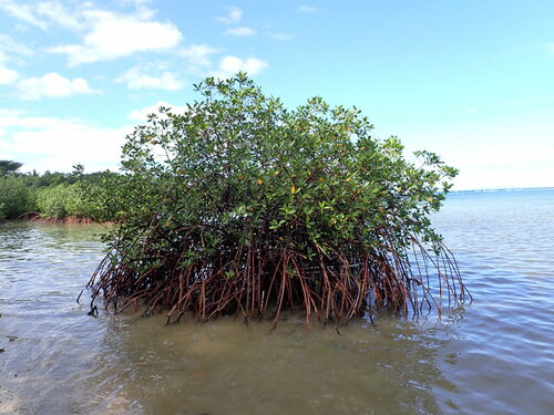 Rhizophora samoensis (Rhizophora samoensis)