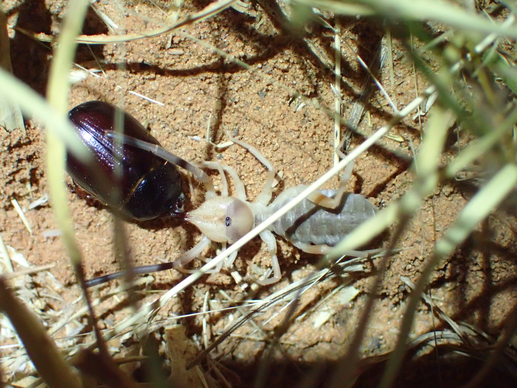 Solifuges from San Isidro, TX, US on June 24, 2023 at 1020 PM by Cat