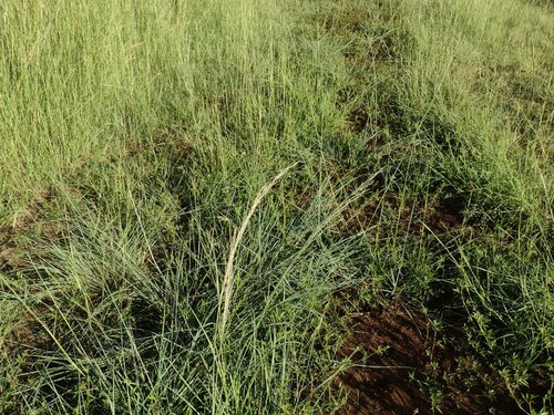Eragrostis curvula observed 2023-06-20