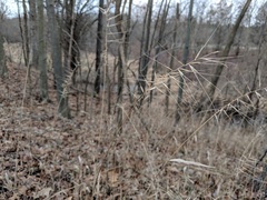 Elymus hystrix hystrix