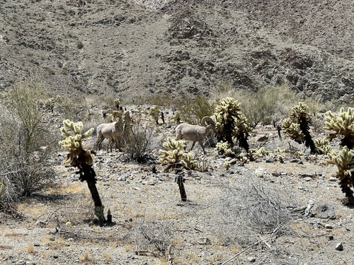 iNaturalist observation photo of Desert Bighorn Sheep