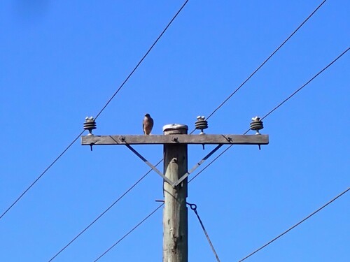 Fiji Goshawk (Tachyspiza rufitorques), photo 6