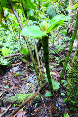 Costus amazonicus