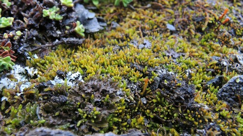 Brachytheciastrum collinum, 2022-07-27