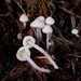 Cystolepiota seminuda - Photo (c) Matthew Koons, alguns direitos reservados (CC BY-ND), uploaded by Matthew Koons
