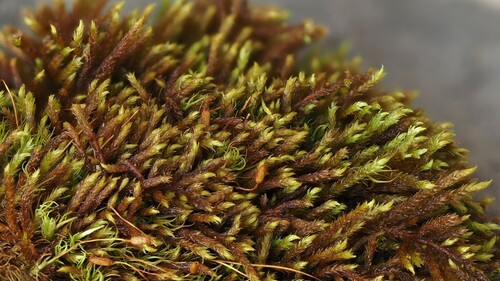 Pseudoleskeella rupestris