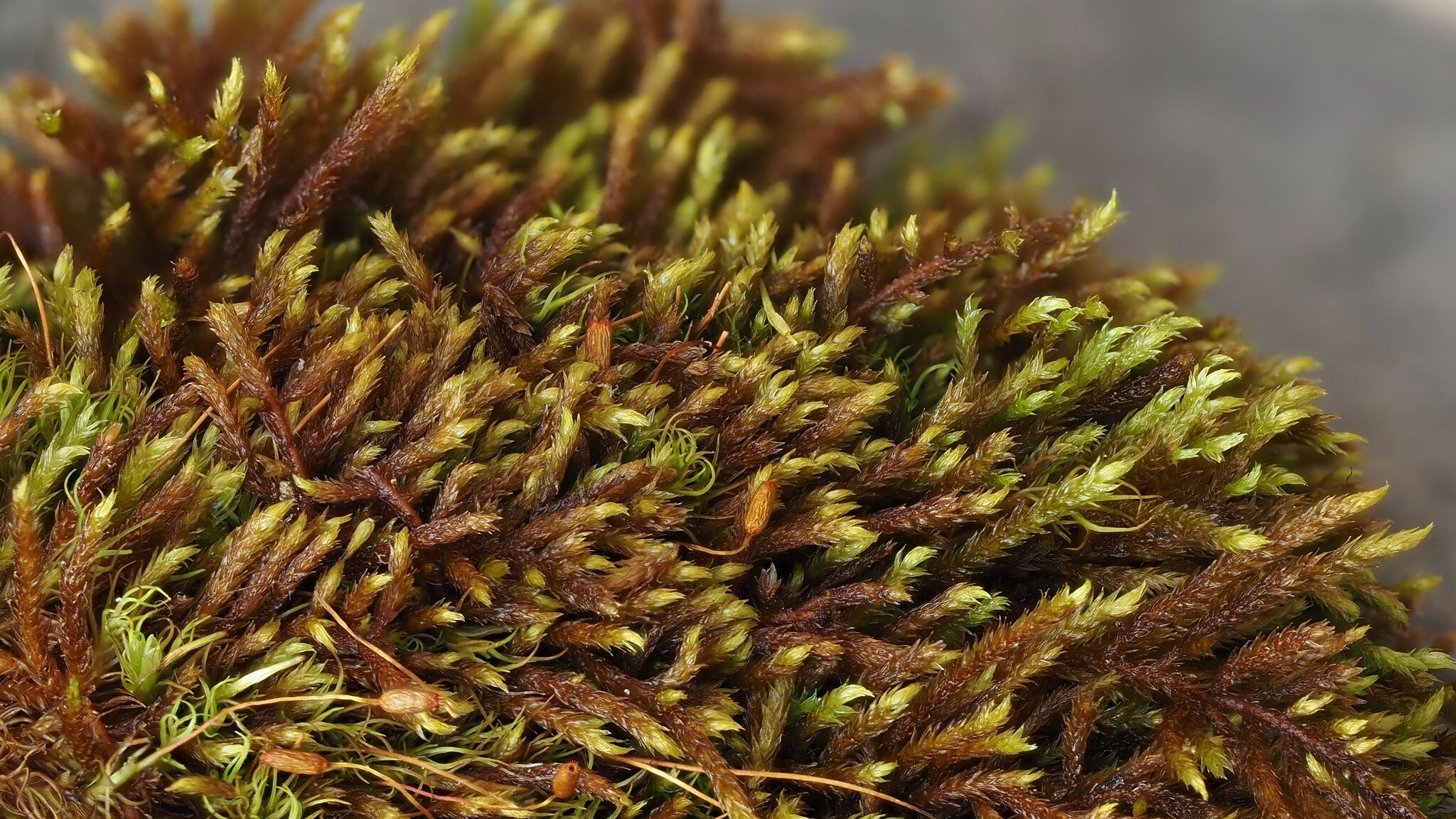 Pseudoleskeella rupestris