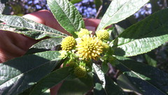 Verbesina hypargyrea