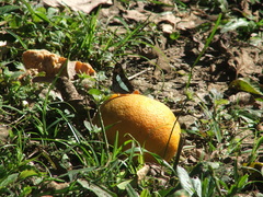Adelpha iphicleola iphicleola