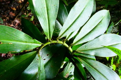 Costus amazonicus