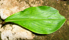 Costus amazonicus