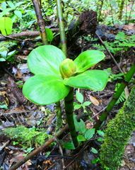 Costus amazonicus