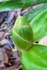 Costus amazonicus