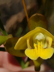 Eulophia platypetala