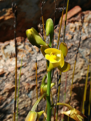 Eulophia platypetala