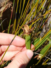 Eulophia platypetala