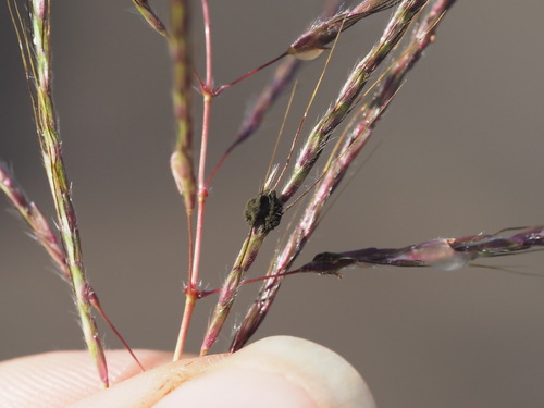 Epicoccum andropogonis, 2023-06-21