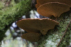 Daedaleopsis confragosa image