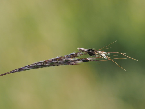 Epicoccum andropogonis, 2023-06-21