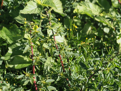 Amaranthus spinosus observed 2023-06-21
