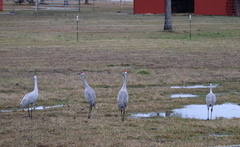 Antigone canadensis pulla