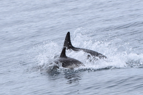 (c) JR Ferrer-Paris, some rights reserved (CC BY)