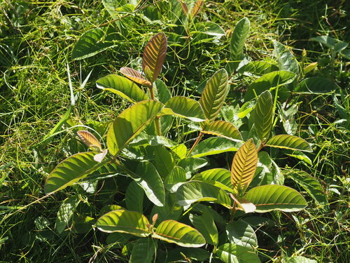 Psidium guajava observed 2023-06-21