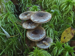 Cortinarius chrysolitus