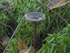 Cortinarius chrysolitus