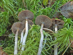 Cortinarius chrysolitus