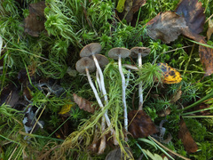 Cortinarius chrysolitus