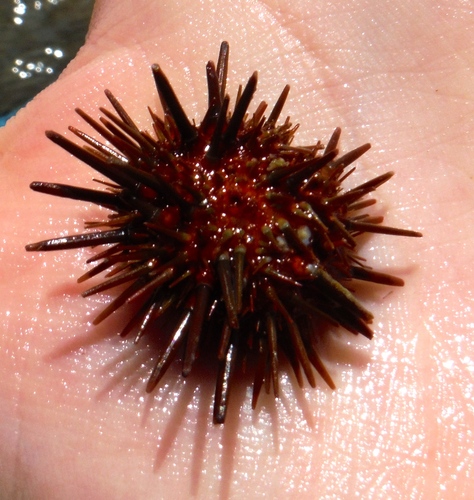 Atlantic Rock-boring Urchin, photo 6 of 10