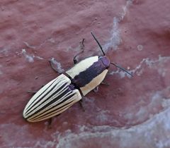 Chalcolepidius limbatus