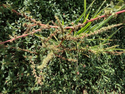Amaranthus spinosus observed 2023-06-21