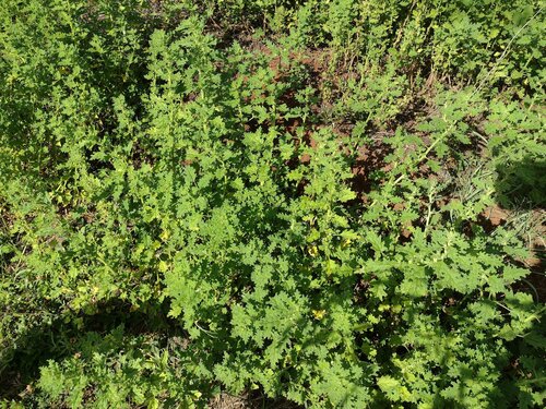 Green crumbweed (Dysphania carinata)