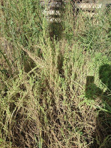 Green crumbweed (Dysphania carinata)