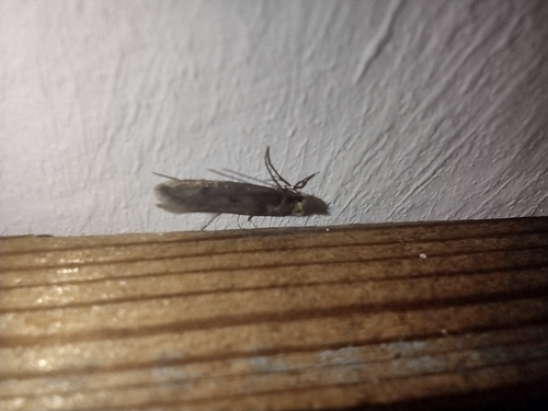 moľa kožušinová (Tinea pellionella)