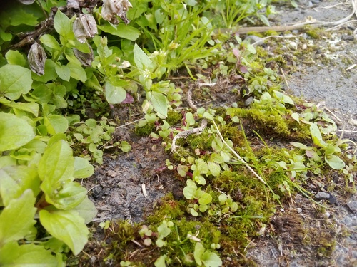 Mimulus × hybridus iNat (3)