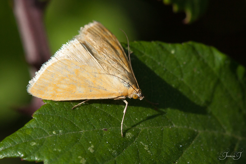 Sitochroa verticalis