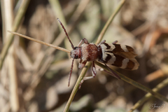 Chlorophorus trifasciatus